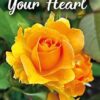 Your Words Your Heart